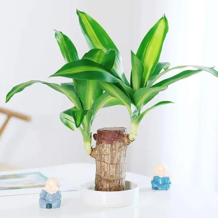 Big Size Lucky Brazil Wood Plant |🔥Buy 1 Get 1 Free🔥